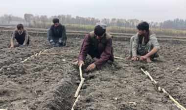 وچکالۍ او د اوبو کمښت په ننګرهار او لغمان کې کښتونه زیانمن کړي