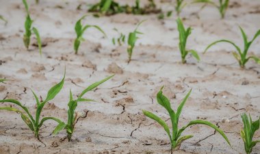 Drought threatens agricultural crops in Jowzjan
