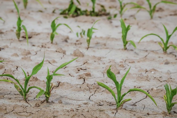 Drought threatens agricultural crops in Jowzjan