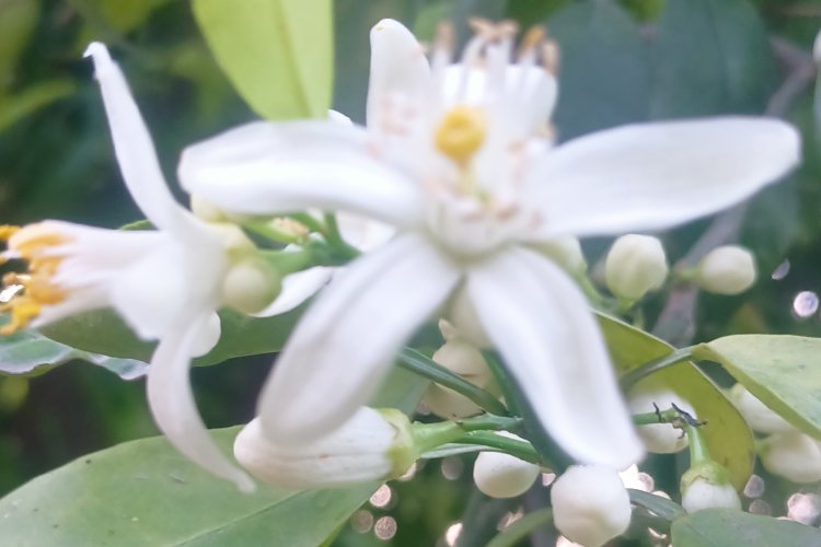 The Orange Blossom Festival of Nangarhar