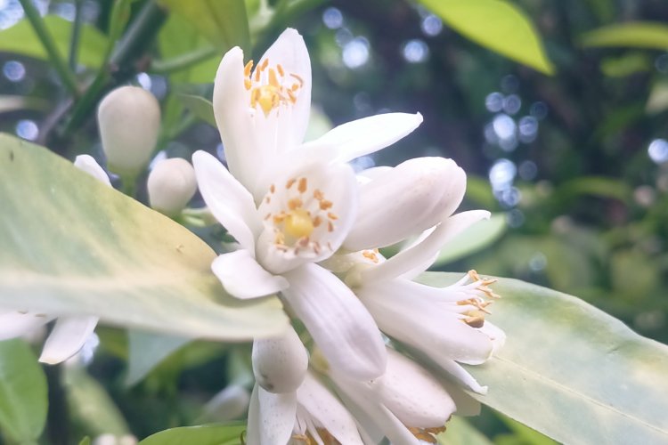 The Orange Blossom Festival of Nangarhar