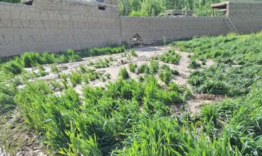 د ملګرو ملتونو د خوړو او کنې اداره: بدخشان کې کرنه او مالداري له ستر بحران سره مخ ده
