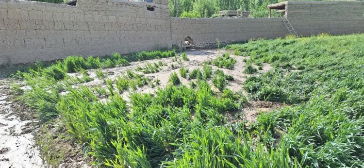 د ملګرو ملتونو د خوړو او کنې اداره: بدخشان کې کرنه او مالداري له ستر بحران سره مخ ده