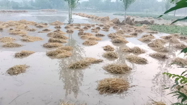 The Disaster of Spring Rains: Farmers Deprived of Their Annual Harvest