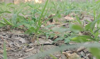 Climate Change Seriously Threatens Agriculture in Afghanistan