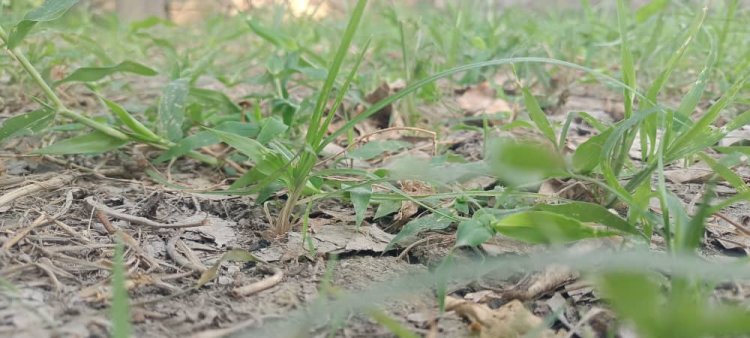 Climate Change Seriously Threatens Agriculture in Afghanistan