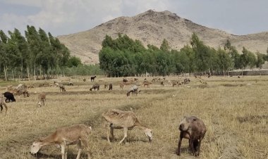 وچکالۍ او د اوبو کمښت؛ د افغانستان په زیاتره سیمو کې د څارویو څړځایونو لهمنځه وړي