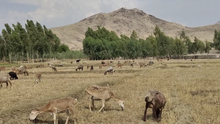 Drought Ravages Grazing Lands Across Afghanistan