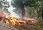 Fire Destroys 13 Hectares of Pine Forest in Kunar