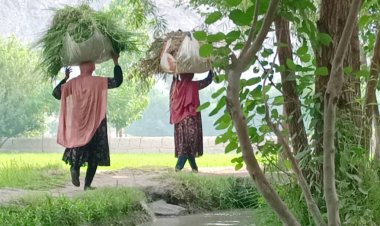 From Home to the Fields: A Day with Shakila in Laghman