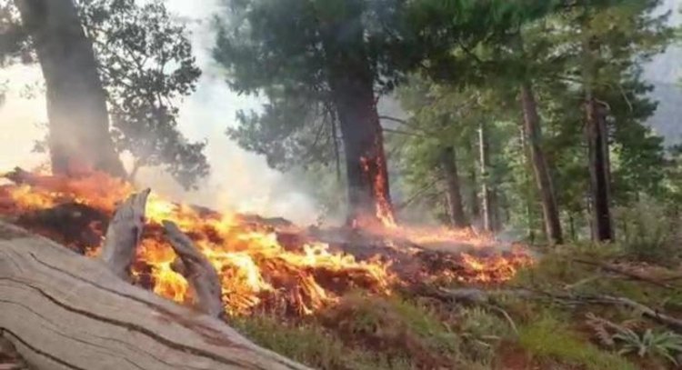 Fire Destroys 13 Hectares of Pine Forest in Kunar