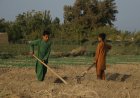 In western Afghanistan farmlands turn to dust amid drought