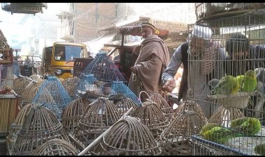 Illegal Hunting: Endangered Birds in Afghanistan Facing Extinction