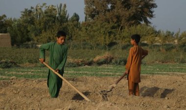 وچکالۍ د غور للمې ځمکې په شاړو دښتو بدلې کړي