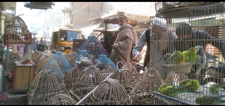 Illegal Hunting: Endangered Birds in Afghanistan Facing Extinction