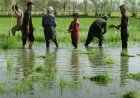 Afghanistan’s Rice Fields Wither as Water Crisis Deepens