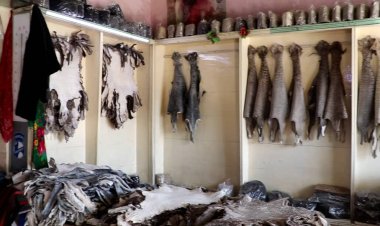The Karakul Industry in Afghanistan Is on the Verge of Disappearance