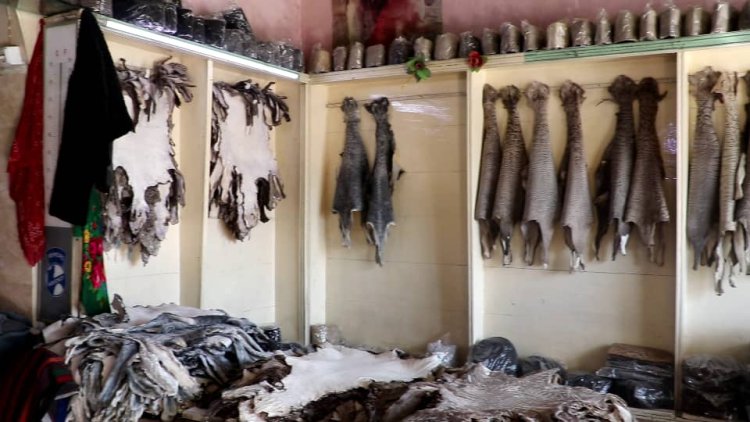 The Karakul Industry in Afghanistan Is on the Verge of Disappearance