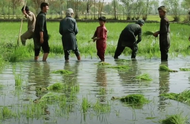 Afghanistan’s Rice Fields Wither as Water Crisis Deepens