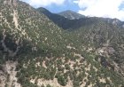 د نورستان ځنګلونو کې د اورلګېدنې له امله ۵۰ جریبه ځنګل سوځېدلی