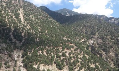 د نورستان ځنګلونو کې د اورلګېدنې له امله ۵۰ جریبه ځنګل سوځېدلی