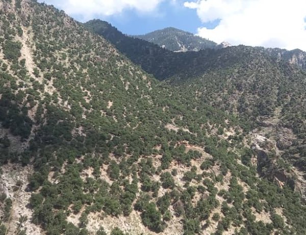 د نورستان ځنګلونو کې د اورلګېدنې له امله ۵۰ جریبه ځنګل سوځېدلی