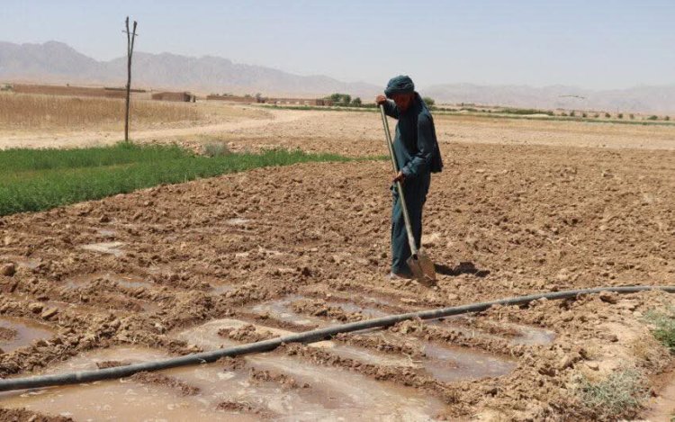 Thirsting Lands, Fading Lives: Inside Afghanistan’s Drought