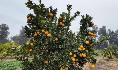 د ننګرهار د مالټو زرین موسم