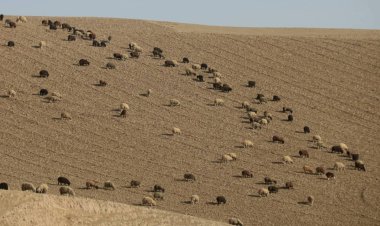 Drought Pushes Afghanistan’s Livestock Sector to the Brink of Collapse