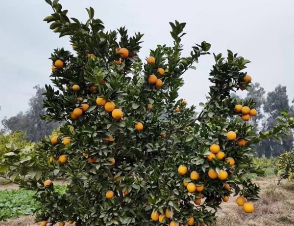 د ننګرهار د مالټو زرین موسم