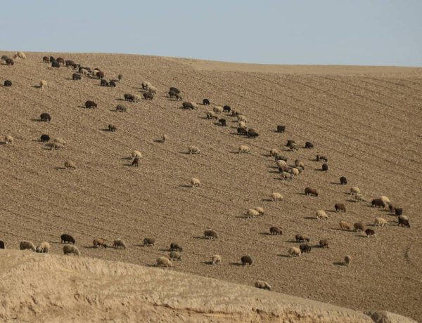 Drought Pushes Afghanistan’s Livestock Sector to the Brink of Collapse