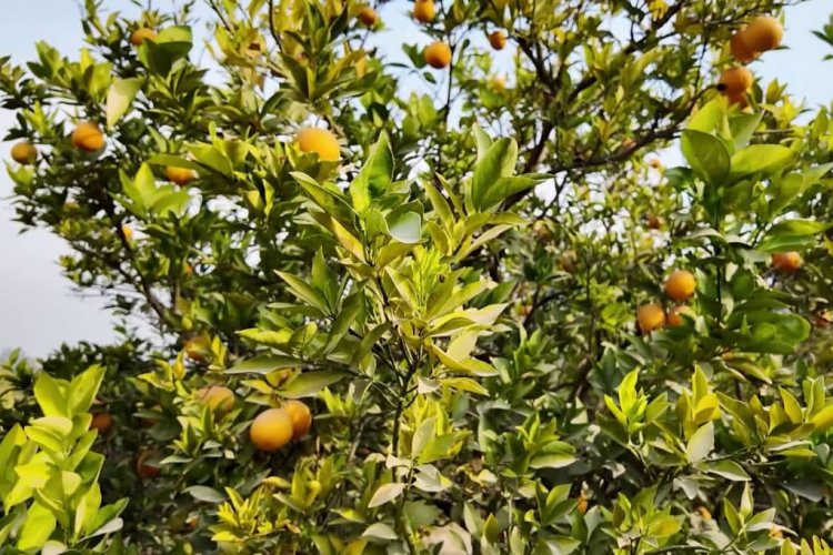 د ننګرهار د مالټو زرین موسم