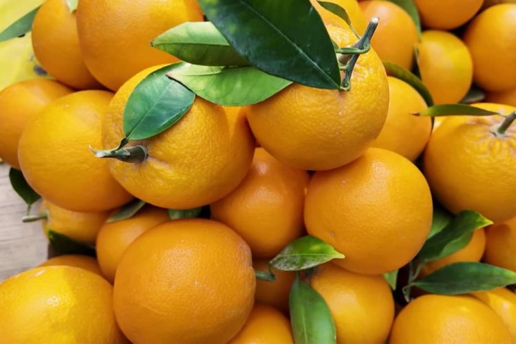 د ننګرهار د مالټو زرین موسم