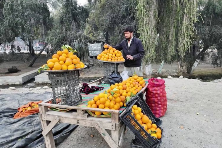 د ننګرهار د مالټو زرین موسم