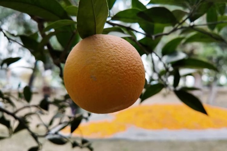 د ننګرهار د مالټو زرین موسم