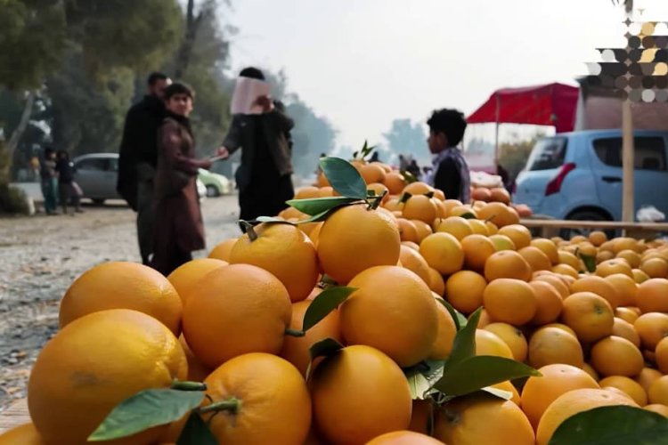 د ننګرهار د مالټو زرین موسم