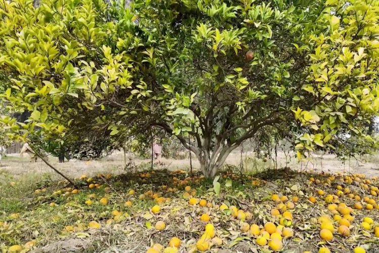 د ننګرهار د مالټو زرین موسم