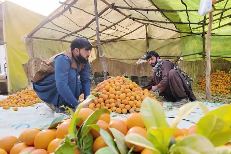 د ننګرهار د مالټو زرین موسم