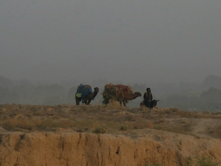 Drought Pushes Afghanistan’s Livestock Sector to the Brink of Collapse