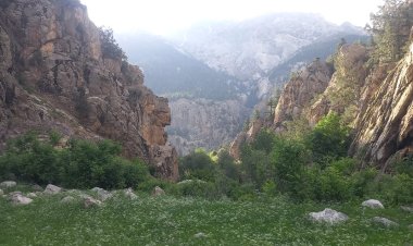 کونړ او نورستان ولایتو کې د ځنګلونو پرې کولو په اړه د خلکو اندېښنې