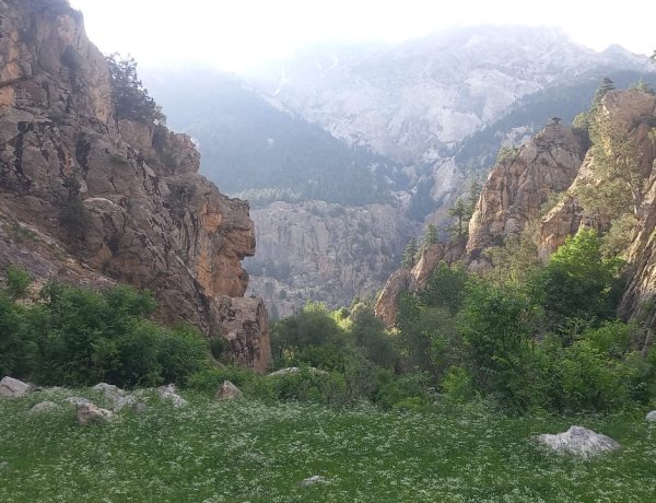 Deforestation in Konar and Nuristan: A Growing Environmental Crisis in Afghanistan