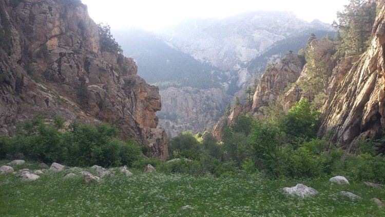 کونړ او نورستان ولایتو کې د ځنګلونو پرې کولو په اړه د خلکو اندېښنې