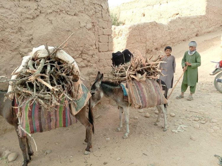 کونړ او نورستان ولایتو کې د ځنګلونو پرې کولو په اړه د خلکو اندېښنې