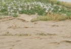 Unseasonal Rains and Floods Raise Concerns Over Agriculture in Afghanistan