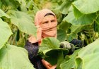 Dismissed Teacher Builds a New Life Through Flower Cultivation in Laghman